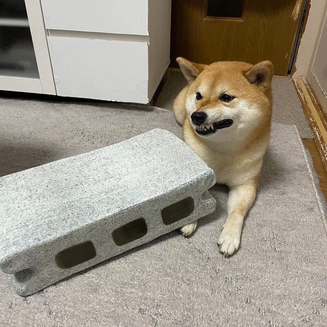 ɢ ᴏ ᴛ tweet media