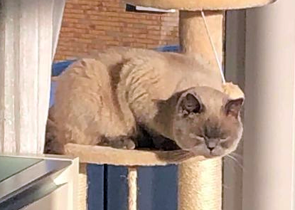 🔴VERMIST: KAT SUTLAC (chip; bandje/rode hartjes
ex-kater, blue point (glauwe ogen)
#ARNHEM #GE Volkerakstraat
#DHver 1/6/22 facebook.com/DeHerenigingGe…