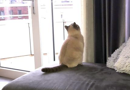 DE_HERENIGING's tweet photo. 🔴VERMIST: KAT SUTLAC (chip; bandje/rode hartjes
ex-kater, blue point (glauwe ogen)
#ARNHEM #GE Volkerakstraat
#DHver 1/6/22 https://t.co/KWbxDQoZrH https://t.co/NFgFScUxTk