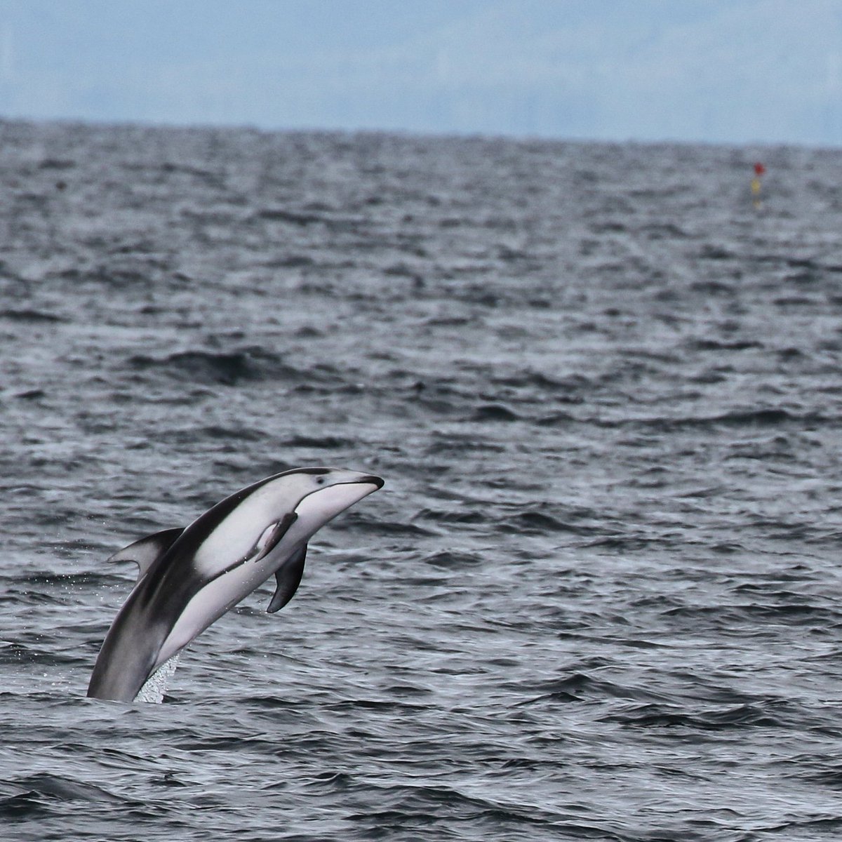 konnichiwadolph's tweet photo. No surveys for the past two days due to bad weather but I'm still holding on to the image of this gorgeous boy leaping multiple times from the last survey 😍 Fingers crossed for calm seas tomorrow 🤞
#WomenInScience #wimms #japan #dolphin https://t.co/6RgqF1gvGA