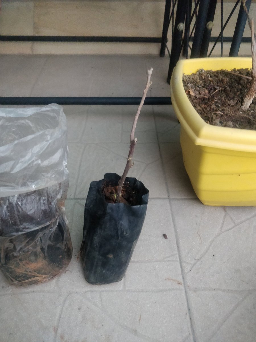 PretsR's tweet photo. Is this the product you deliver??? Is this the product you advertise??? Received back to back dead plants #Amazon #amazonprime https://t.co/DOrjZfKQnE