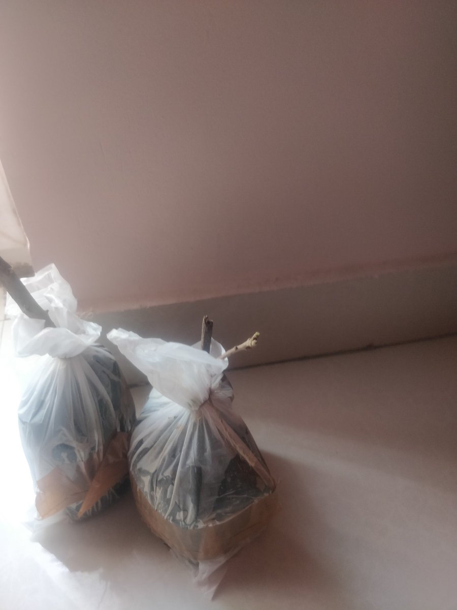 PretsR's tweet photo. Is this the product you deliver??? Is this the product you advertise??? Received back to back dead plants #Amazon #amazonprime https://t.co/DOrjZfKQnE