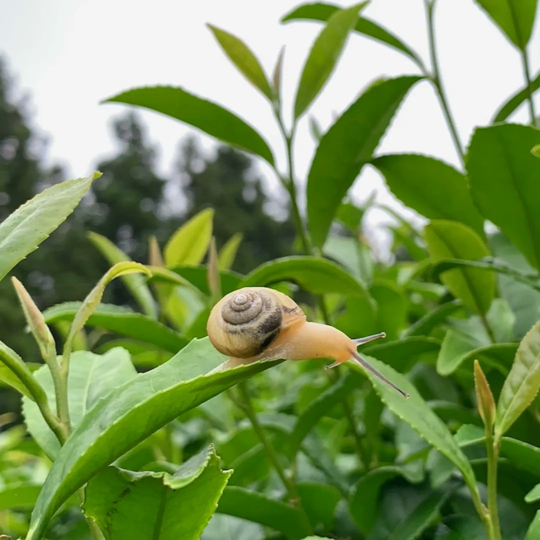 WildOrchardTea's tweet photo. Undisturbed snail on a healthy tea leaf. Don’t worry— upon harvest, the leaves are washed 4x by a special method. https://t.co/dlm2qEEiEh