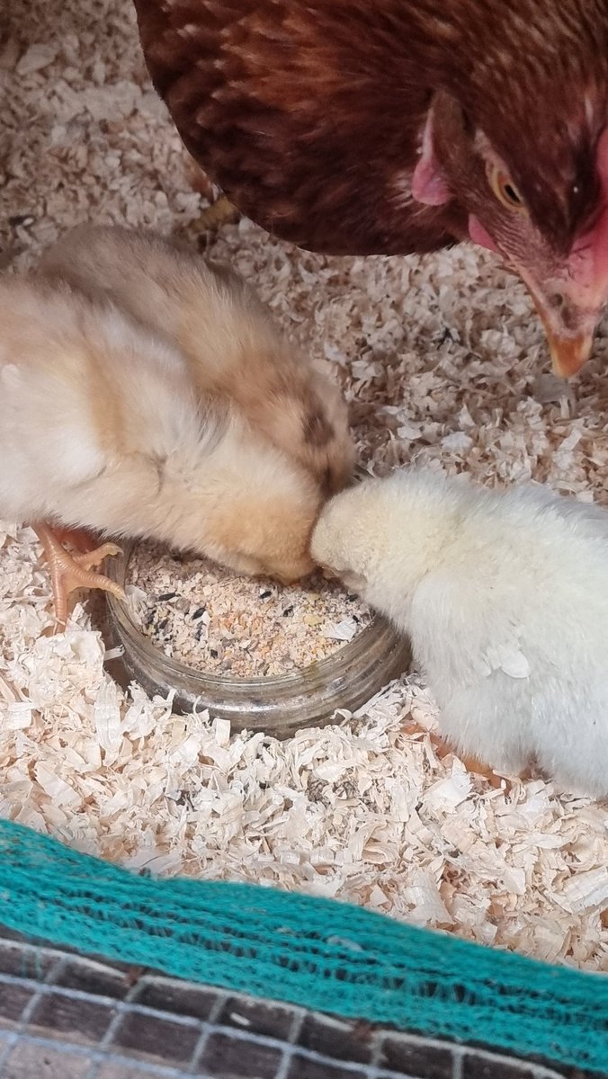 Me_HimAnThem's tweet photo. Breakfast time ... For a hen that is bred purely to lay eggs and who spent the first 15 months of her life eating and laying, she is being a fantastic mum so far #exbatt #stayedbroody https://t.co/Td9nyrOn5P