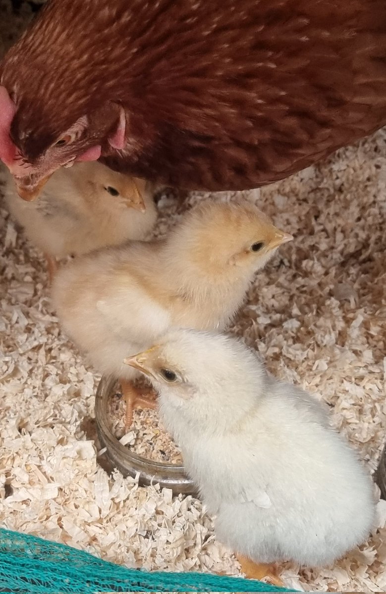 Me_HimAnThem's tweet photo. Breakfast time ... For a hen that is bred purely to lay eggs and who spent the first 15 months of her life eating and laying, she is being a fantastic mum so far #exbatt #stayedbroody https://t.co/Td9nyrOn5P