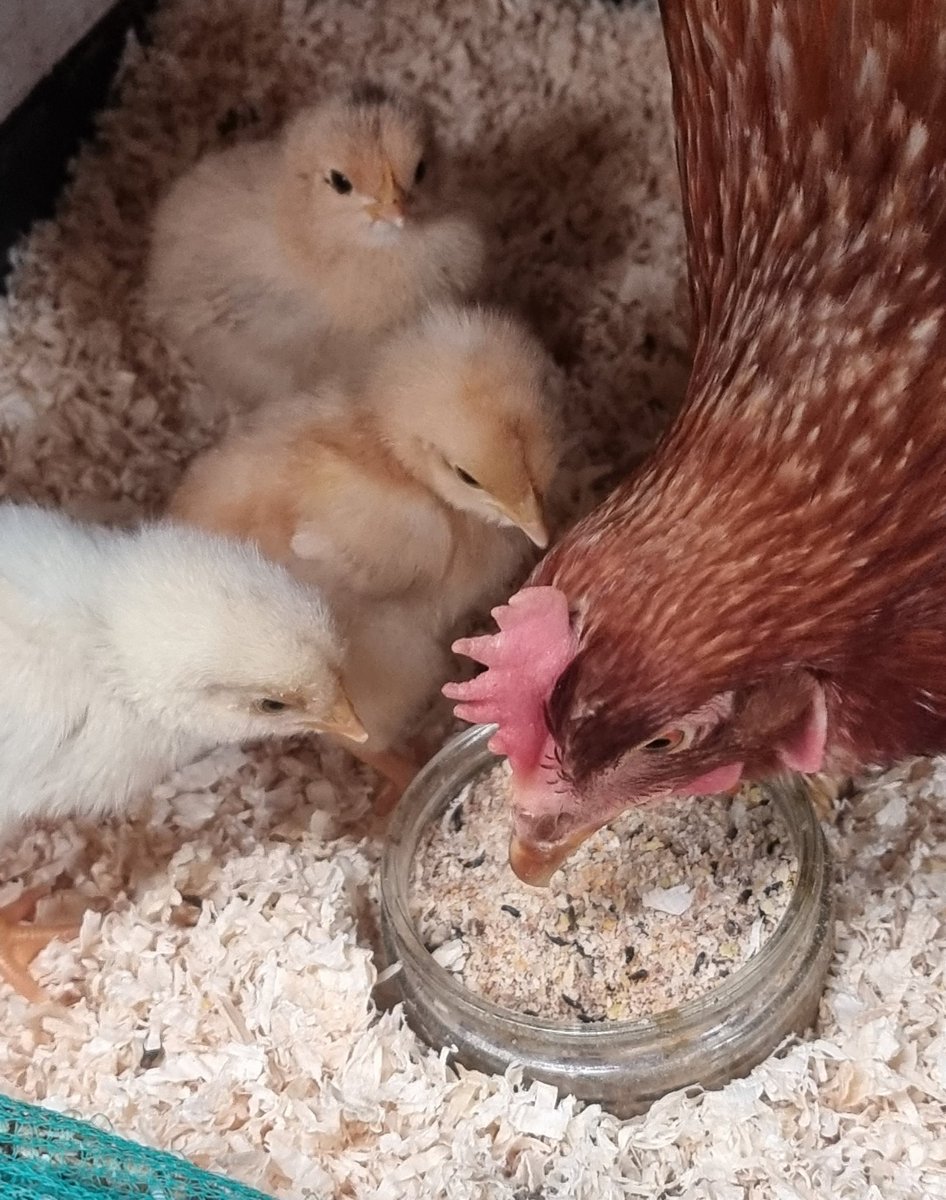 Me_HimAnThem's tweet photo. Breakfast time ... For a hen that is bred purely to lay eggs and who spent the first 15 months of her life eating and laying, she is being a fantastic mum so far #exbatt #stayedbroody https://t.co/Td9nyrOn5P