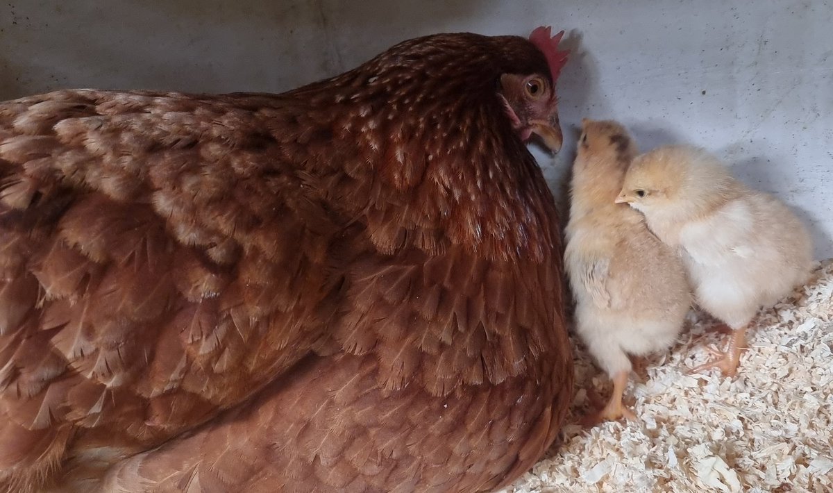 Me_HimAnThem's tweet photo. Breakfast time ... For a hen that is bred purely to lay eggs and who spent the first 15 months of her life eating and laying, she is being a fantastic mum so far #exbatt #stayedbroody https://t.co/Td9nyrOn5P