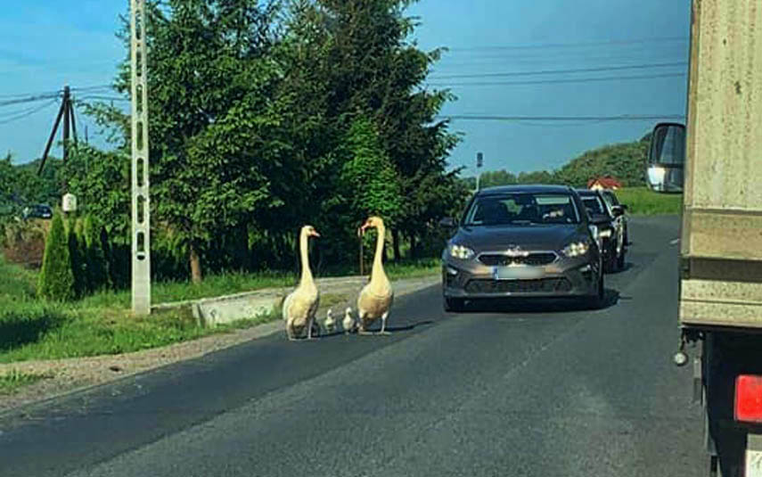 wadowiceonline's tweet photo. Nietypowy ptasi patrol na drodze zrobił furorę wśród kierowców: https://t.co/XOXKSYltsY

#ptasipatrol #tomice #strażgminna #powiatwadowicki @RadioKrakow @FAKT24PL https://t.co/uCTfXQfB8E