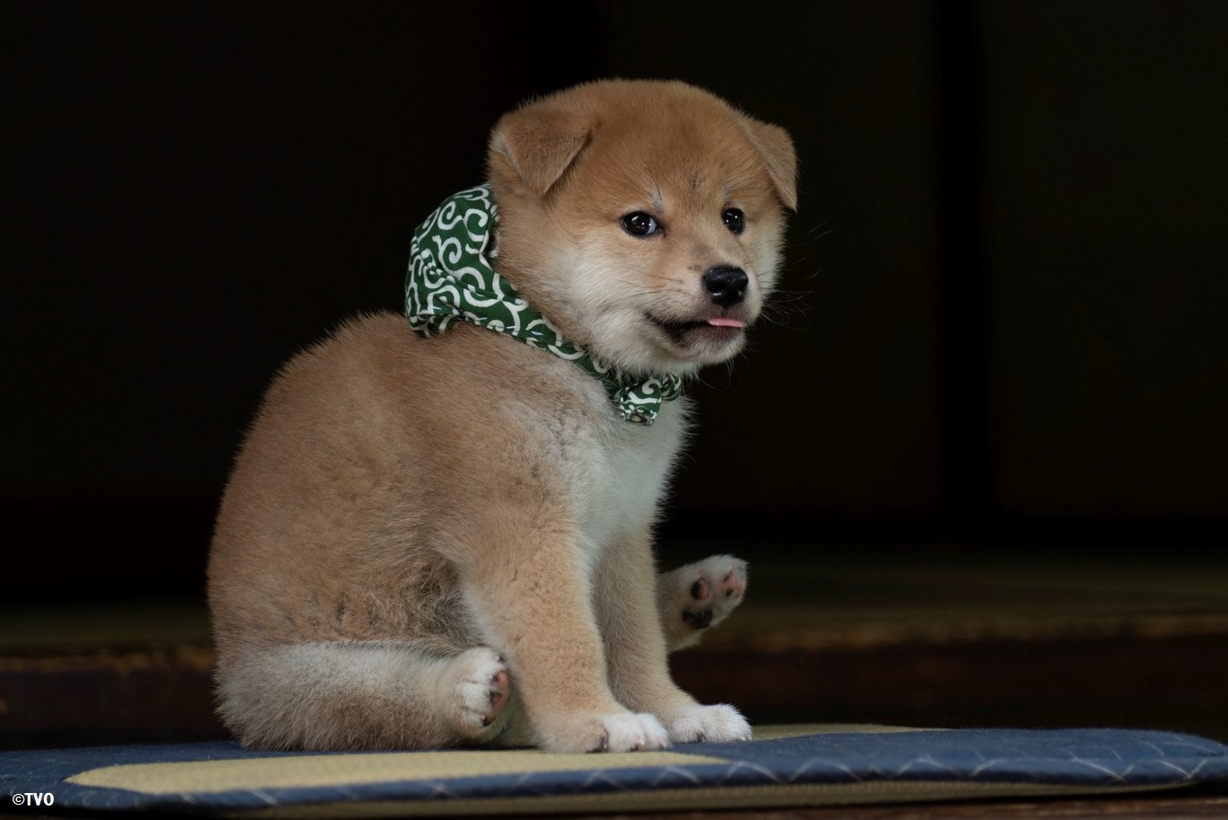 豆助 Mamesuke 公式 舌を出す豆助 24代目豆助 T Co Hbpunkusee 柴犬 豆柴 豆助 Mamesuke Puppy 豆助んち 犬のいる暮らし 犬好きさんと繋がりたい T Co Hbhcub7ttm Twitter 豆助 Mamesuke 公式 舌を出す豆助 24代目豆助 T Co Hbpunkusee 柴犬 豆柴 豆助 Mamesuke Puppy 豆助んち 犬のいる暮らし 犬好きさんと繋がりたい T Co Hbhcub7ttm Twitter