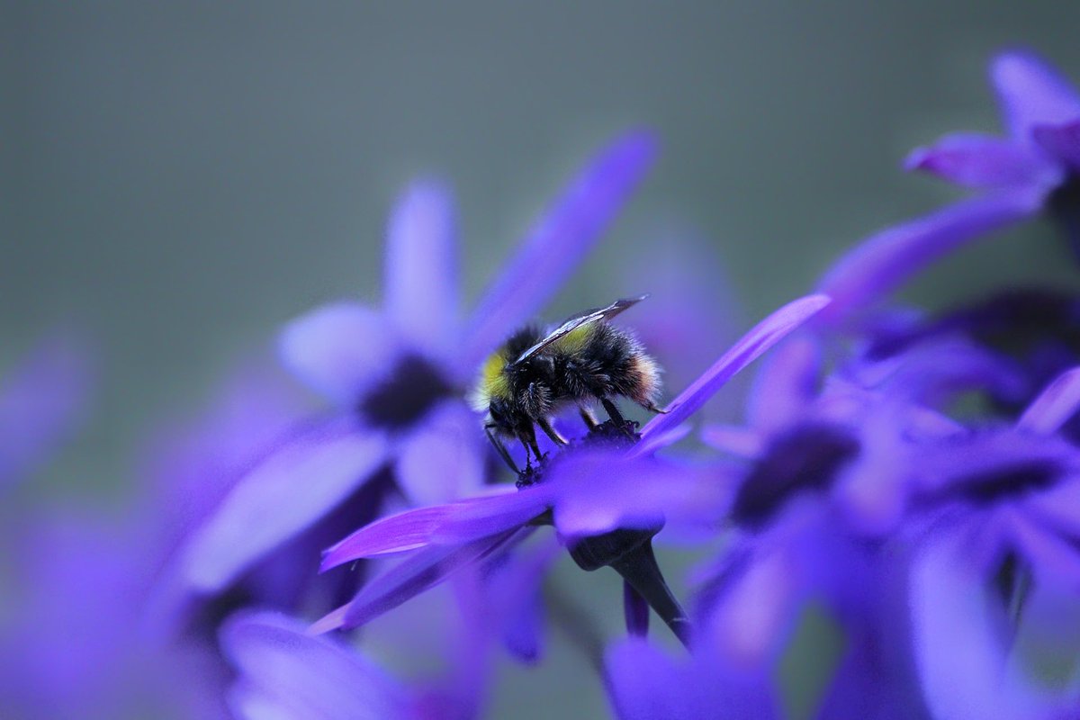 Lovely to see so many bees in the garden 🐝 #TuesdayBlue #bumblebee @BumblebeeTrust #gardening #Springwatch @MacroRetweet #pollinators #SaveTheBees #TwitterNaturePhotography