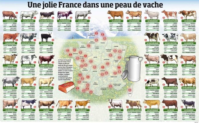B_Rouille's tweet photo. Et vous, c'est laquelle votre race de #vache préférée ? https://t.co/e26DLRJ8zi