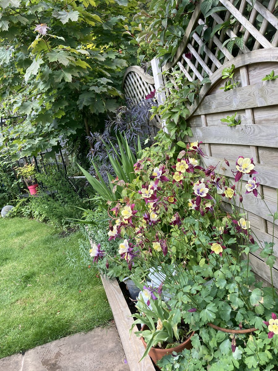 SaraLyndel's tweet photo. We are in the #garden enjoying #birdsong &amp; #blooms. #happyplace 
#Aquilegia #GertrudeJekyllRose #clamatis #gardening #GardeningTwitter #CatsofTwittter https://t.co/aXHFZJlLRf