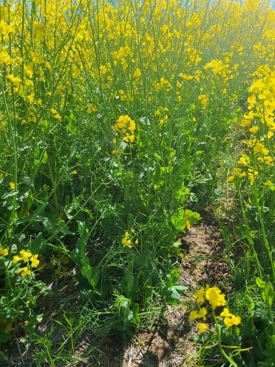 Commercial field of Peaola = mix of winter peas and winter canola. Canola uses the early season nitrogen. Pea plants start setting health pink nodules later in the season due to reduce nitrogen available. Helps reduce nitrogen needs for next crop after canola.