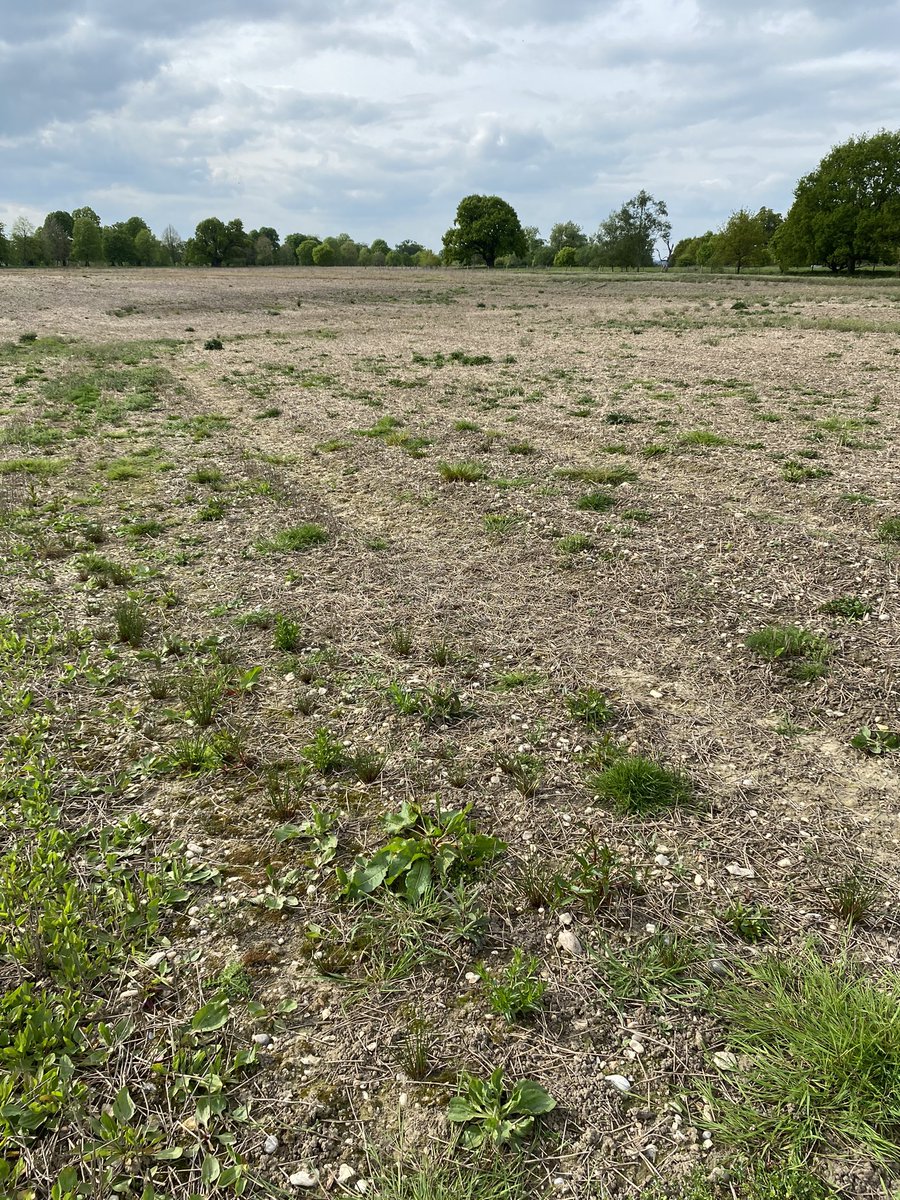 Is desertification happening in this country too? In our “green and pleasant land”,  farmland left untouched for 8 months should, by now, be a riot of weeds and green growth. Instead, we have this. 

Have we killed our soils?