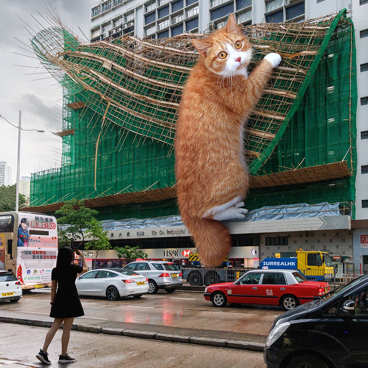 surrealhk_'s tweet image. Naughty cat! 
百厭貓!

#catzilla #kitty #cat #instacat #bigcat #catsoftheworld #catlovers #kitten #photoshop #madewithphotoshop #photomanipulation #surrealhk #hongkong