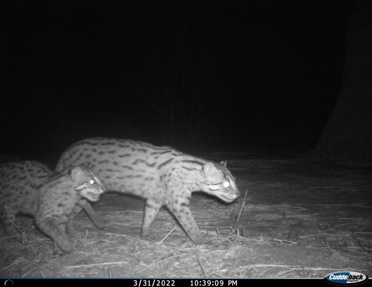 ChilikaDevAuth's tweet image. Press Release on Estimation of Fishing Cat in Chilika lake