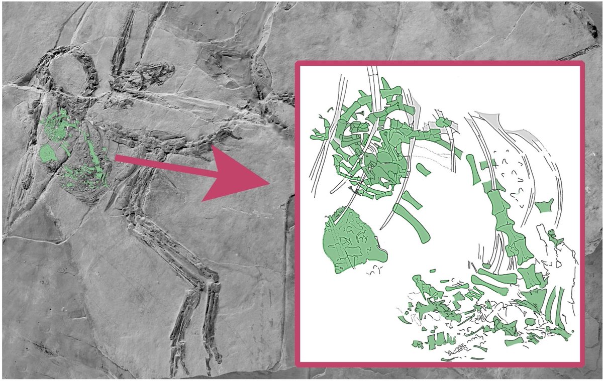 The small theropod Compsognathus happily devours a sandwich in the movie The Lost World. But it looks like that it preferred lizards in real life. Compsognathus was preserved with the remains of an almost complete sphenodontid in its gastric area which it swallowed in one piece.