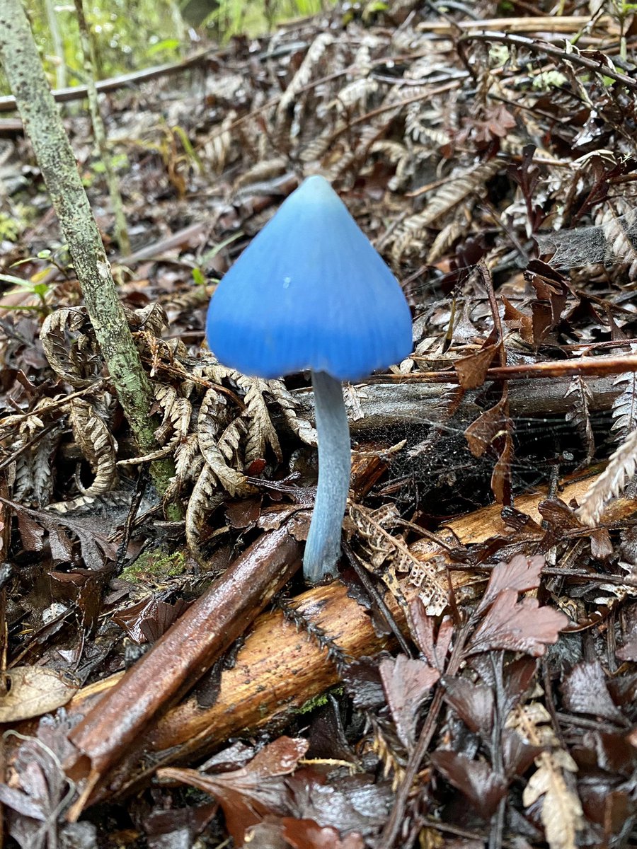 Emma Simpkins (Bodley) tweet media