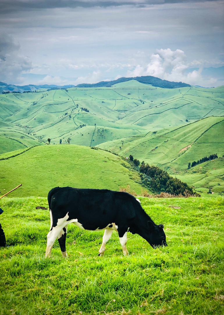 Ngabo_Karegeya's tweet photo. Mumfashe guhitamo new wallpaper 🥰
#VisitBigogwe 🇷🇼

A.             or.                    B https://t.co/93A3XhJjXM