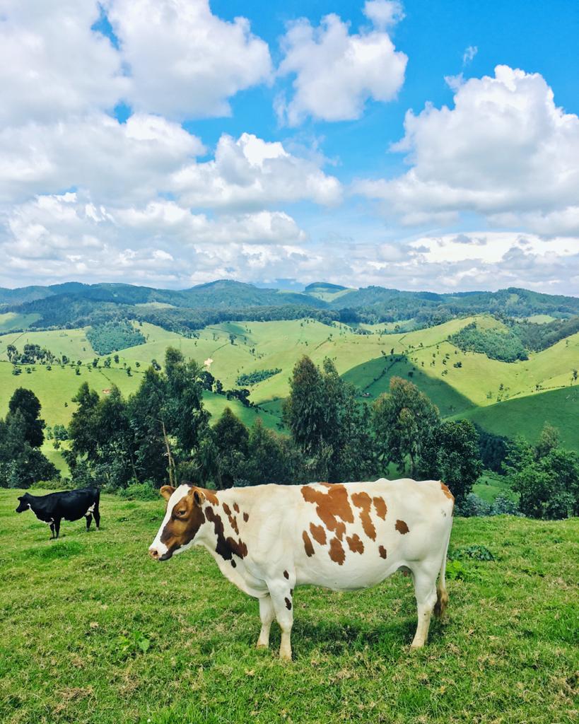 Ngabo_Karegeya's tweet photo. Mumfashe guhitamo new wallpaper 🥰
#VisitBigogwe 🇷🇼

A.             or.                    B https://t.co/93A3XhJjXM