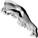 We are looking forward to welcoming speakers, collaborators, colleagues, students and everyone interested in the Stochastic Morphometrics workshop tomorrow! Please join in onsite or online. All details at ccem.dk/workshop-stoch…