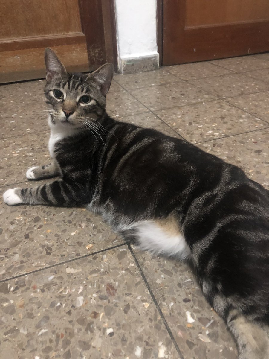 varico24's tweet photo. Abro hilo de los diferentes nombres de mis gatos y me vale chancleta si no les importa. 

Esta guapo se llama Emilio pero en el bajo mundo se le conoce como Milo, Mamole, El gordo, Milano, Milotinuvich, El Tigre, El Chiqui https://t.co/f2L9G7Iii8