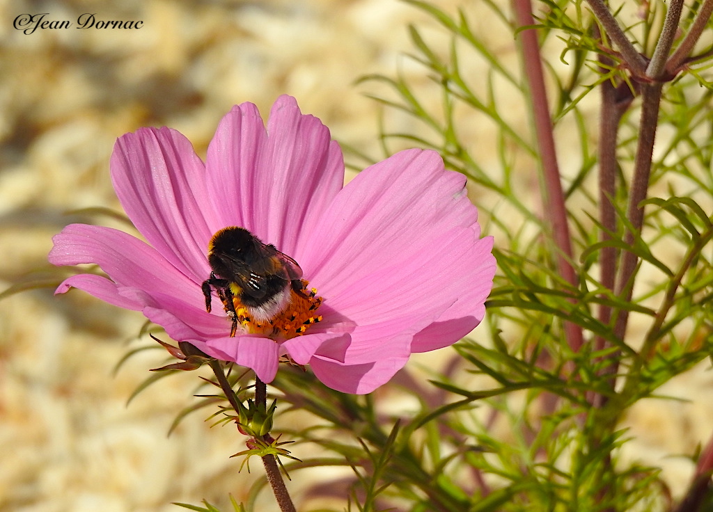 JeanDornac's tweet photo. Magnifique fleur cosmos que je ne suis pas le seul à aimer comme vous pouvez le constater… #magnifique #fleur #cosmos #aimer #constater #quai #Aiguillon #Lannion #CôteArmor #Bretagne #France https://t.co/XQzhbs5lZO