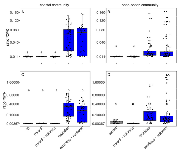 MCE_lab's tweet photo. We labeled #Prochlorococcus with 13C and 15N and used the exudate to feed natural communities form the Eastern Mediterranean. About half of the cells took up the labelled C and N  -> they are eating a balanced meal... https://t.co/e5oLNFsGjo