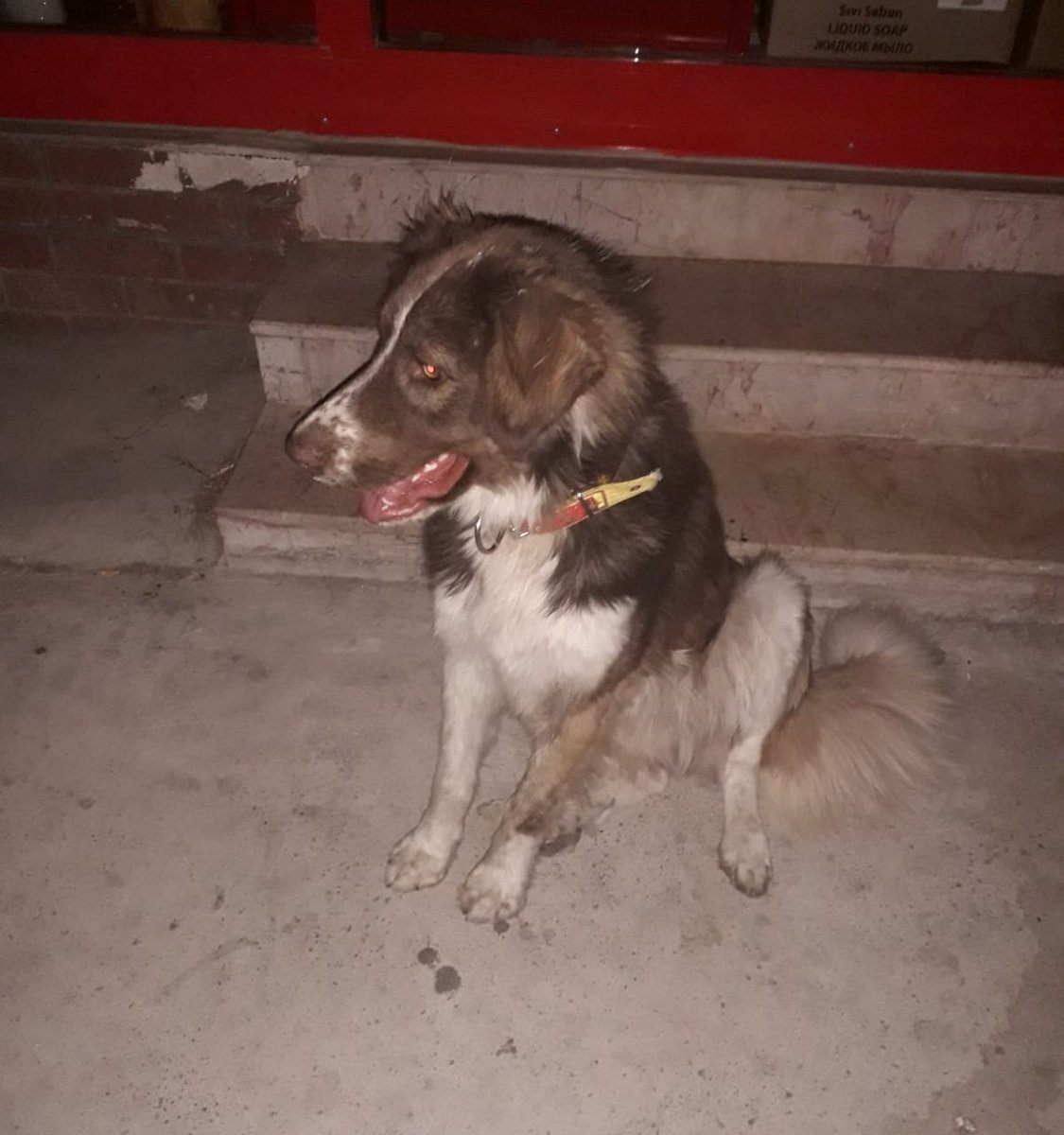 masum_gozler's tweet photo. Köpeğini kaybeden var mı? Tüm komutları biliyor. Tasma sarı/kırmızı. Çok ürkek. Köpek saldırısına uğradı. Aciliyetten korumaya aldım ancak tutacak yerim, imkanım yok. 
@septicfield https://t.co/wNGHHtCldS
