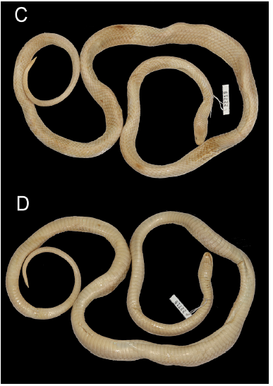 MNCN_Col's tweet photo. Sometimes the collections hide specimens of species that had gone unnoticed since their entry into the collection. Such is the case of a snake collected in the #Philippines in 1886, which is the second known snake of the species Calliophis salitan. #MNCN250 #Snakes #HistCol https://t.co/YfVT40cQUI
