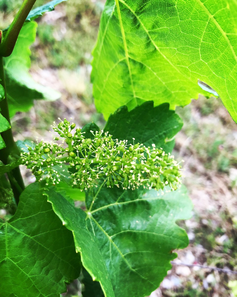 weinpause's tweet image. Pünktlich zur Blüte sind die ersten Laubarbeiten abgeschlossen. 
Die Weinberge wachsen im Moment und brauchen Unterstützung durch den Drahtrahmen, dass die einzelnen Ruten nicht abbrechen. 
#rheingau #steillage #steillagenweinbau #silvaner #silvanerliebe #blüten