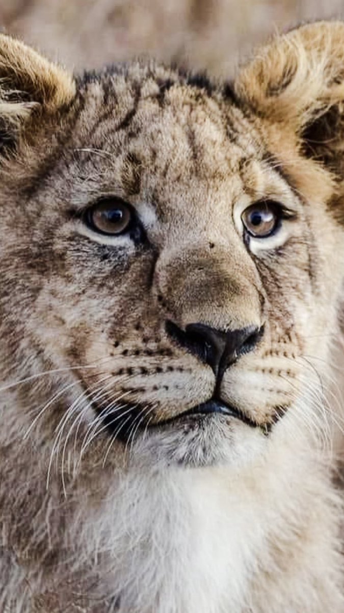 IsinkweL's tweet photo. Good Morning 🤩

https://t.co/AD6eJvw7tN #Good Sunday #THEY LOOK SO GOOD #goodmorning #isinkwelodge #dinokenggamereserve #GoodMorningTwitterWorld #MondayMorning #safari #bigfive https://t.co/bzgfrJPSWM