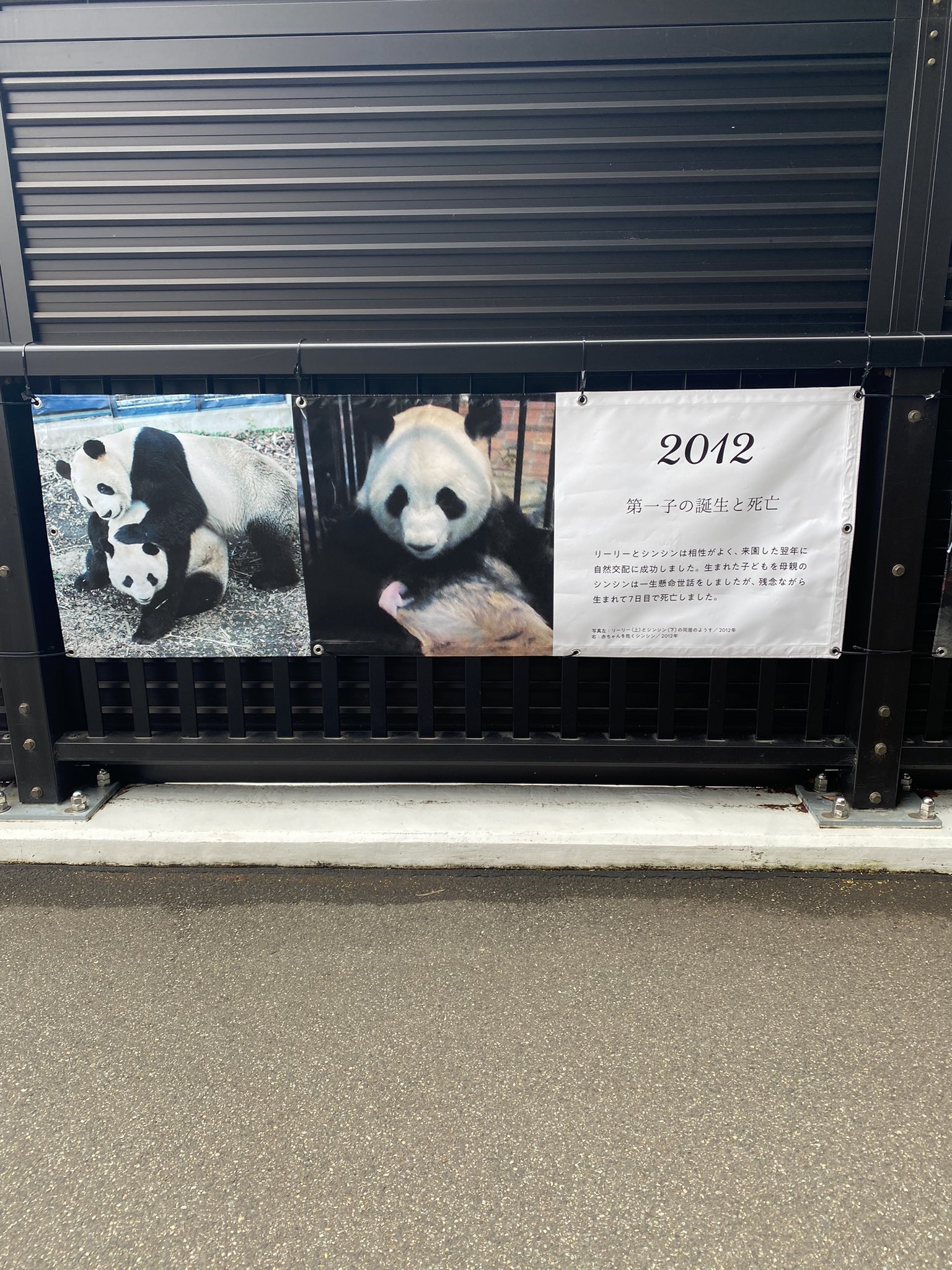 تويتر とらこみみ على تويتر 上野動物園 リーリー シンシン お兄ちゃん 22 6 7 いそっぷ橋に展示されていました お兄ちゃんを抱くシンシン でも記事を読んだらやっぱり涙ぐんでしまった T Co Nzmvlf7vql