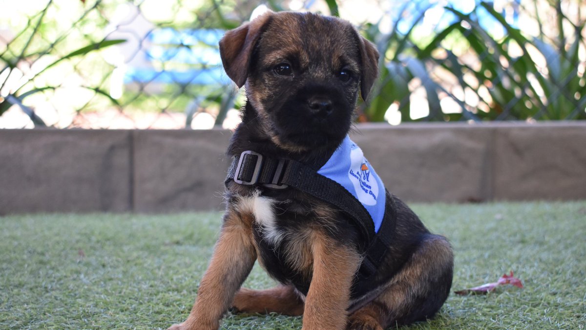 Meet our new Australian Lions Hearing Dogs foster puppy.  This is Garth who is 8 weeks old and will be staying with us for the next 8 months, then he will return to ALHD for intensive sound training. 
@AusHearingdogs 
If you would like more info check out bit.ly/3x5YRfO
