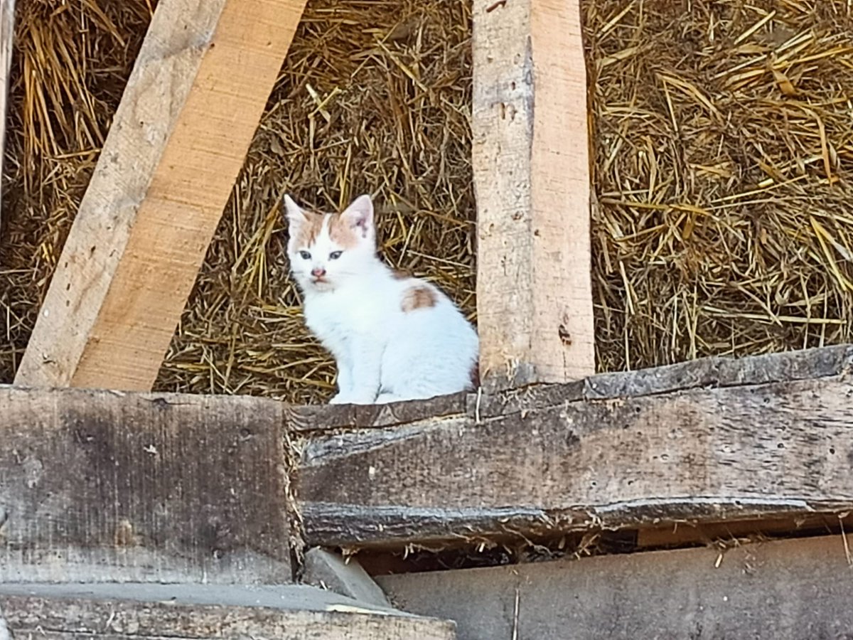 06.00 da uyanıp yatağımda otururken ben de aynı bu şekil görünüyorum. 
Günaydın.