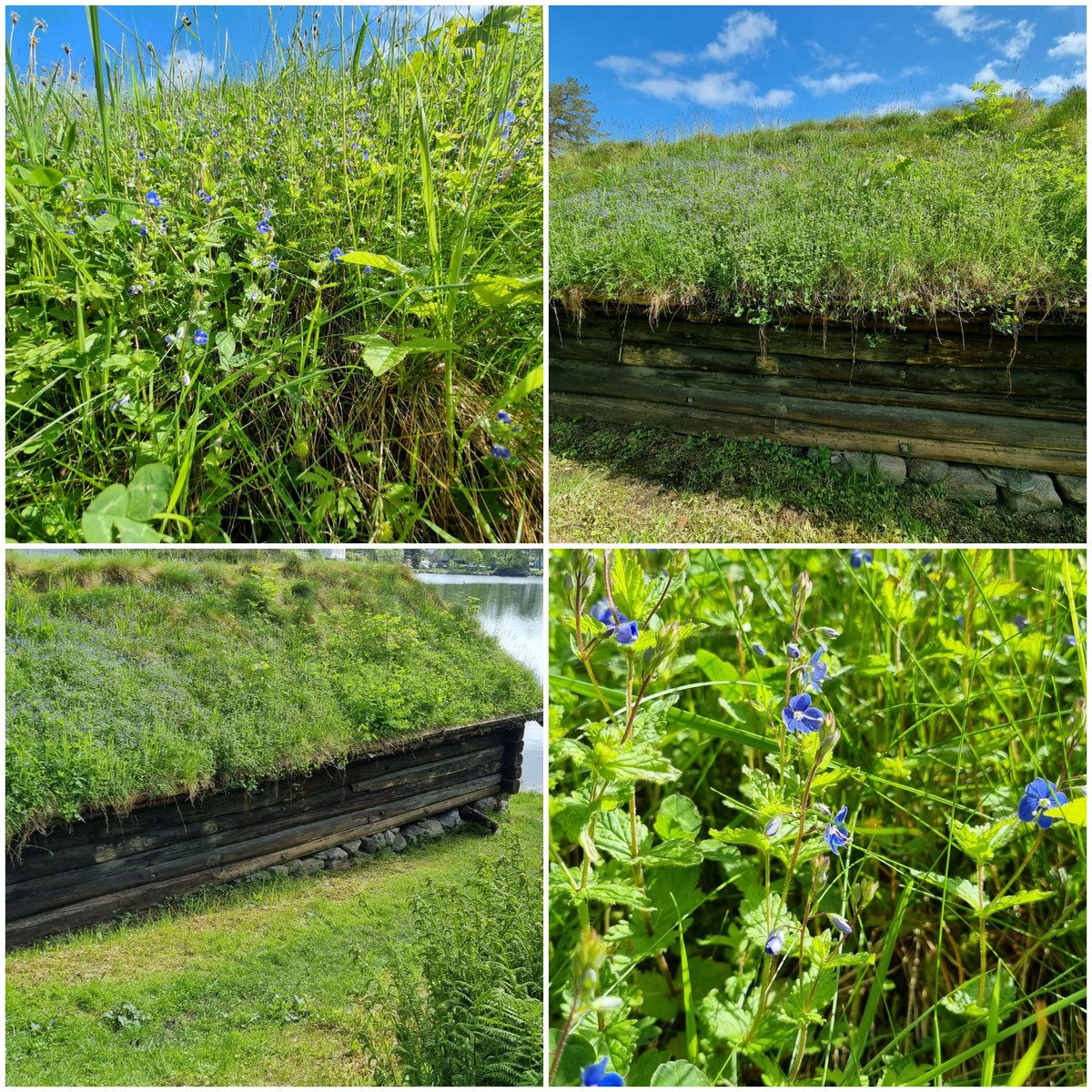 GillianFoxcroft's tweet photo. #30DaysWild Day 7
G is for...green roof of germander speedwell...this is in rural Norway, but starting to appear at a busstop near you @DerbyCC @DerbysWildlife @JoSmithDWT @clearchanneluk @WildlifeTrusts #BeeBusStops https://t.co/NlsfYXF9qP