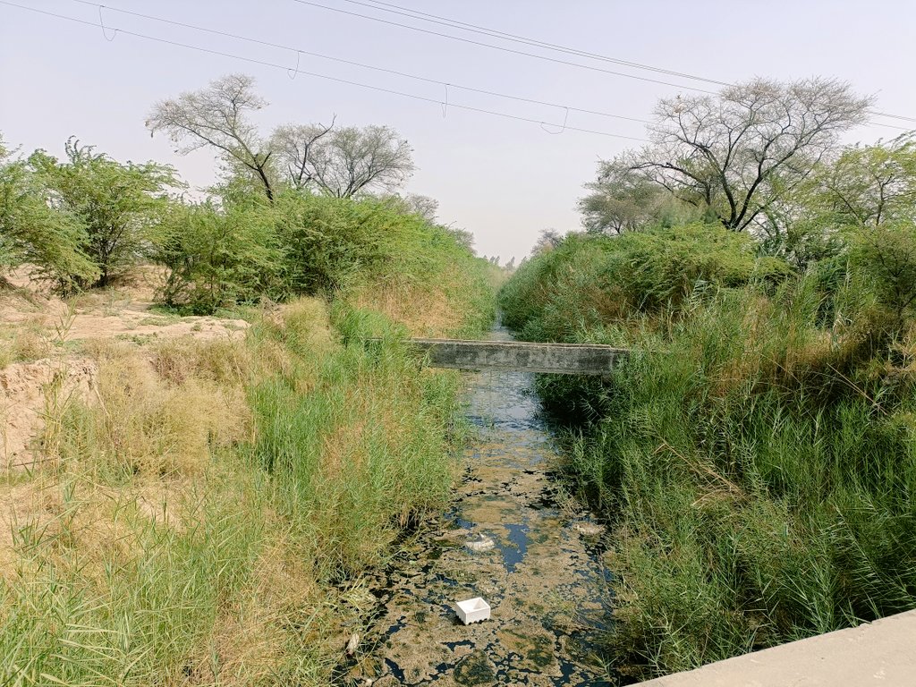 sansaharan's tweet photo. ये तस्वीर हांसी-हिसार-घग्गर ड्रेन की है जो पिछली साल शक्कर मन्दोरी ��ांव के गले की फांस बना था,प्रशासन ने अभी तक कोई संज्ञान नहीं लिया है और सफाई की कोई व्यवस्था नहीं की है।
ग्रामवासी दोबारा तैयार रहें।
@cmohry @anilvijminister @AbhaySChautala @CaptJasvinder @Dchautala @mlkhattar https://t.co/L4VaiGSQMu