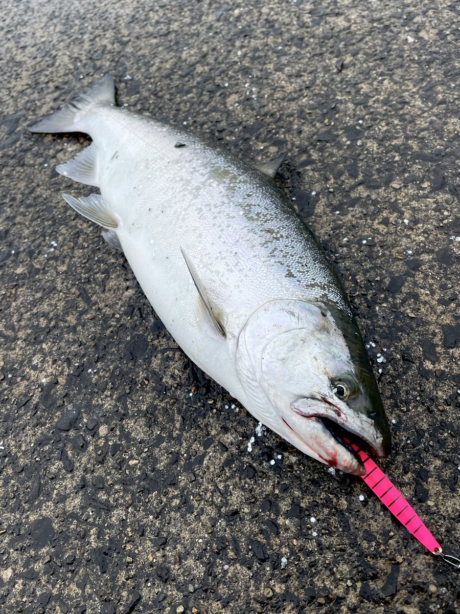 ランドロックサクラマス - Search / X