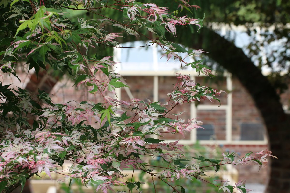 Very pretty acer leaves and a glimpse of the rather splendid new greenhouse at @BluebellCottGdn #moongate #gardens #cheshiregardens #rhspartnergarden #GardeningTwitter #tuesdayvibe