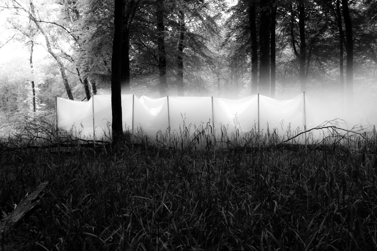 AA Hooke Park (@hookepark) on Twitter photo "Crematorium" attends to the primordial desire for ceremony and remembrance. A shroud-like structure draped across a fallen beech draws matter in and out of visibility while a haze emanates from the forest floor.
Work by
<a href="/garrett_nelli/">Garrett Nelli</a>, MSc 22
#aaschool #longexposure "Crematorium" attends to the primordial desire for ceremony and remembrance. A shroud-like structure draped across a fallen beech draws matter in and out of visibility while a haze emanates from the forest floor.
Work by
<a href="/garrett_nelli/">Garrett Nelli</a>, MSc 22
#aaschool #longexposure