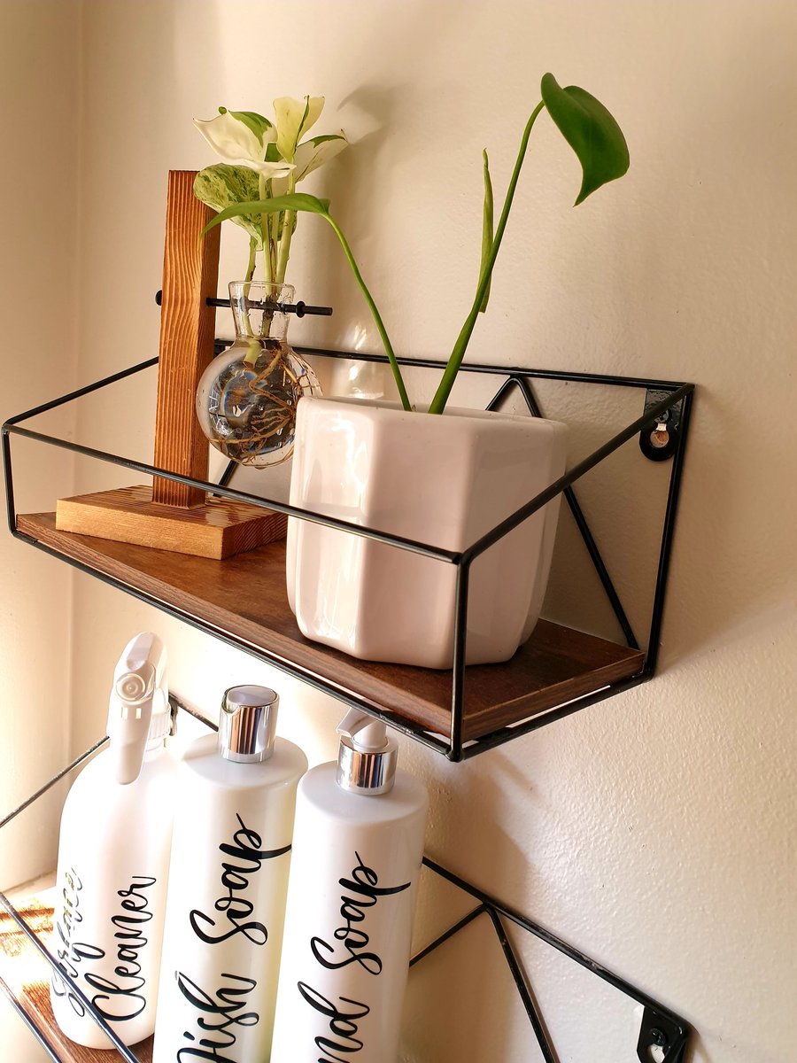 Luxandbooks's tweet photo. Successful #monstera prop and a #marblepothos ready to settle in some soil π #houseplants #propagationstation #monstera #pothos #growgirl https://t.co/m6FS2degZv