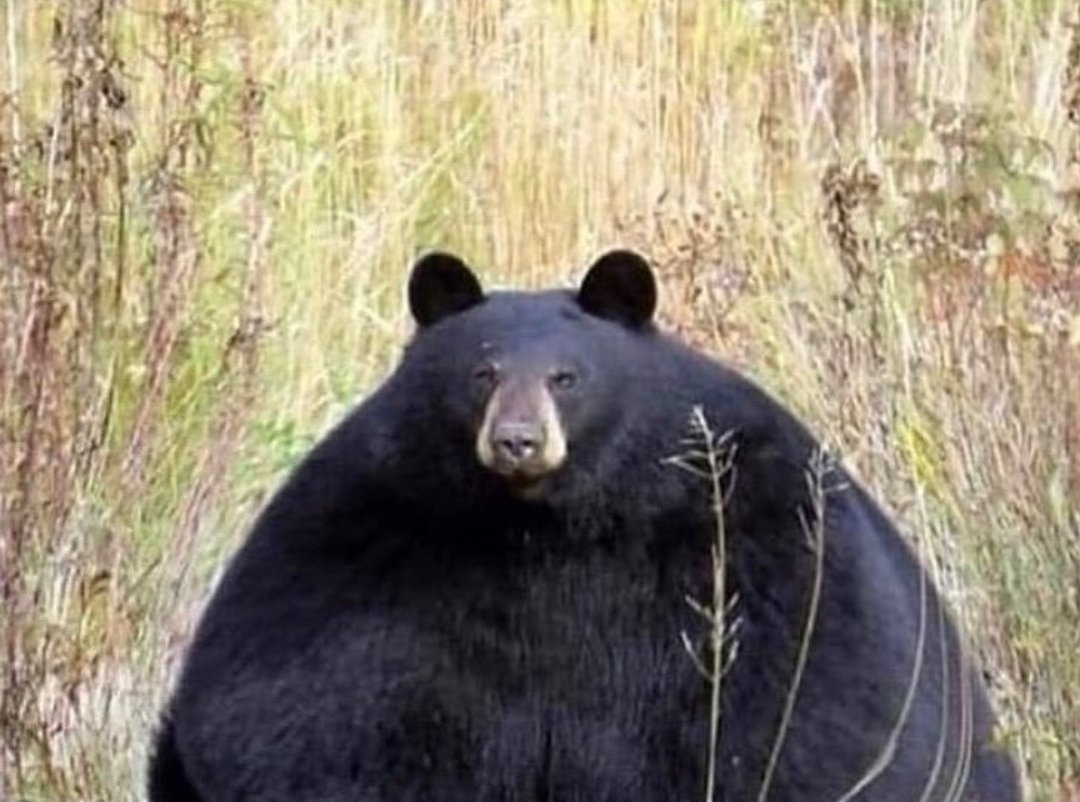 Yo cuando pasen los exámenes, tras una relación tóxica con la nevera