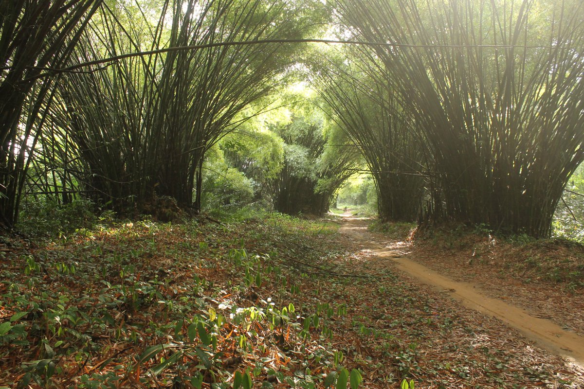 Miro Demol tweet media