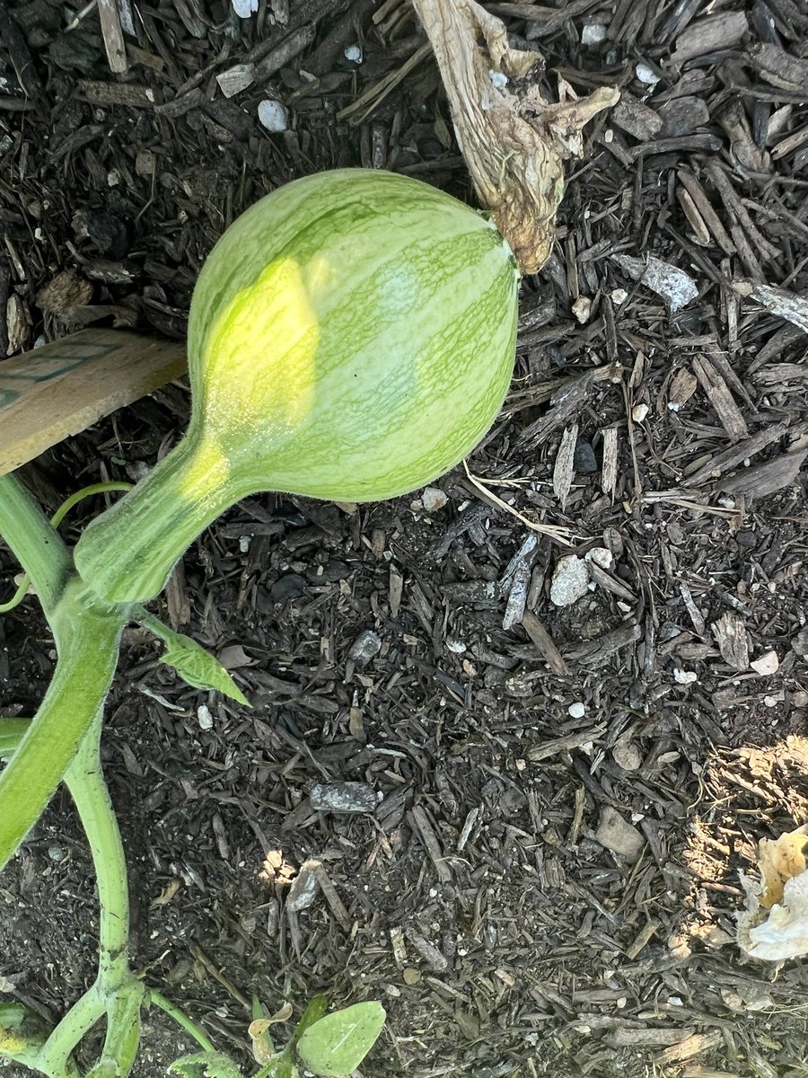 VoigtGarden tweet picture