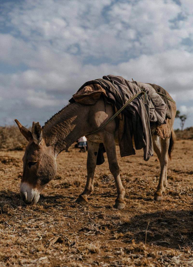 As the effects of climate change continue to impact communities, donkeys continue to play an important role in helping community members sail through, including assisting in getting access to water. 

#MtunzePundaDaima