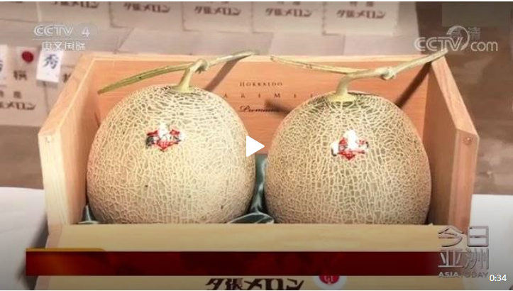 Rose_sigoto's tweet photo. #Japan held its first #melon auction this year in Sapporo Central Wholesale Market. Finally, a box of two "#Yubari_Melon" was sold at a high price of 3 million yen. The "Yubari melon" is very #popular in Japan as a gift, because of its high #sweetness and bright red #flesh https://t.co/Th0UqgsdYn