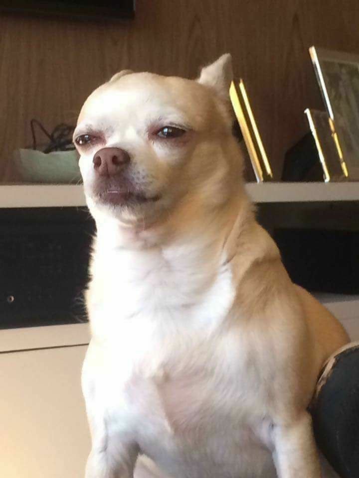 dinogodwhale's tweet image. Mood today.