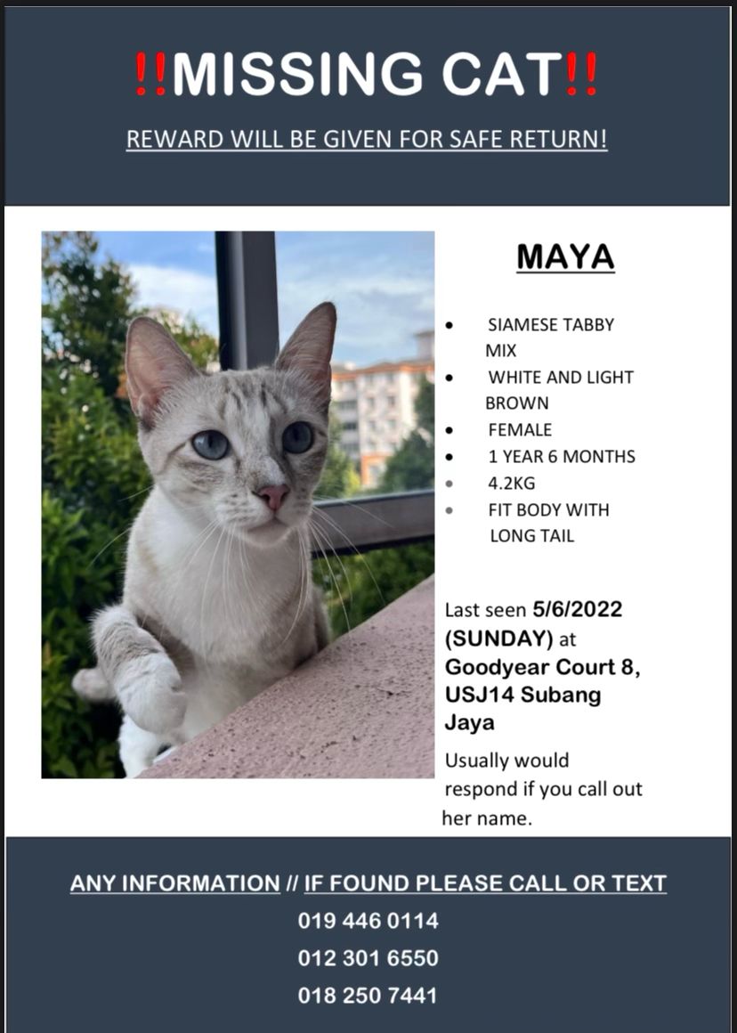 MISSING CAT. Help to spread the words around please. Thanks 😿