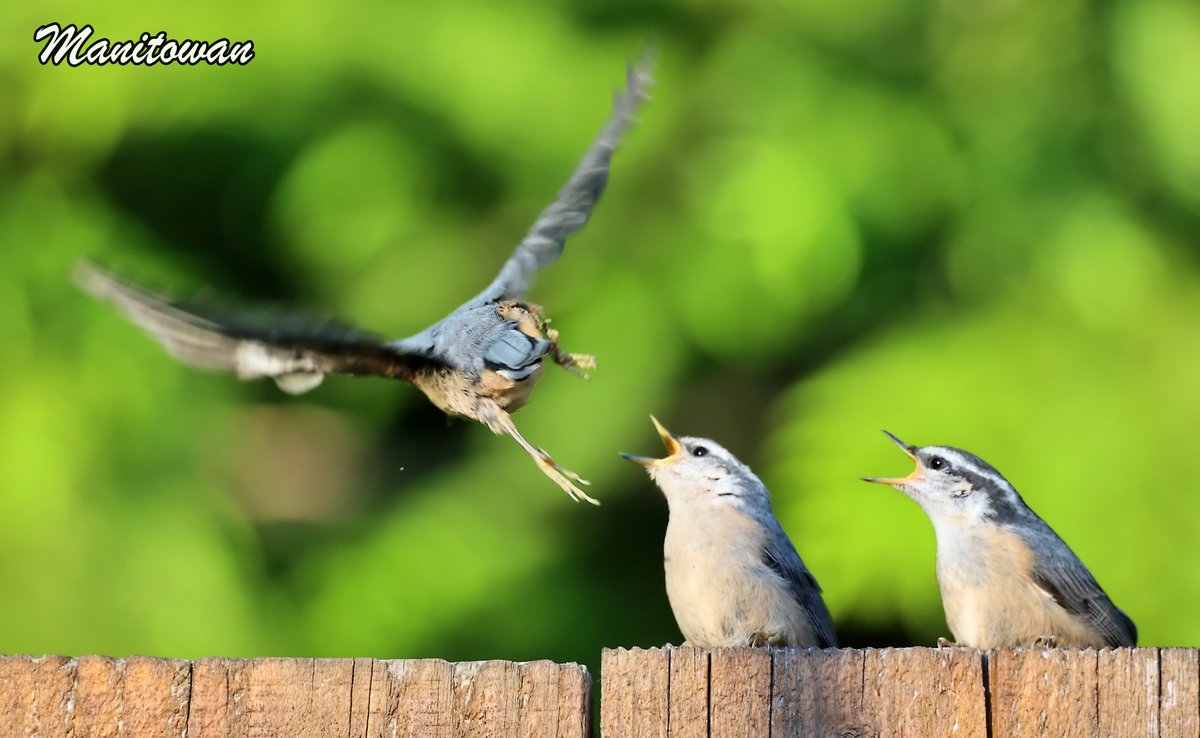 Manitowan's tweet photo. Very pleasant day today on #VancouverIsland which these nuthatch chicks can attest to. Mom/Dad Nuthatch were looking after their new #springarrivals in #Parksville using fun delivery techniques. #qualicumbeach #shareyourweather @weathernetwork #birds #nature @kathcupe #wildlife https://t.co/zuqux57C2z