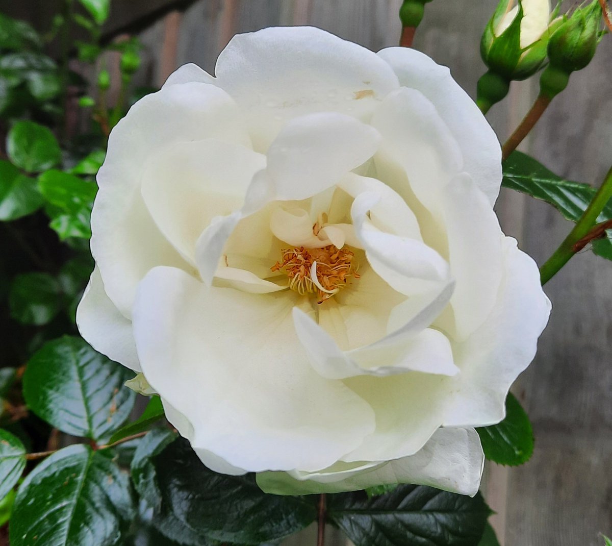 Good morning all...Rosa Iceberg starting its year 🥰 #Roses #MyGarden